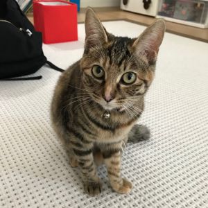 マロン（秋田市）マロンちゃんが来て2ヶ月が過ぎました。来て2日目から我がもの顔で探索したりイタズラしたり お腹を見せて爆睡で、あっという間に家族の一員です。昨日は無事に避妊手術も終わり少し大人しくなりましたが、だんだんイタズラが始まりましたので明日から4歳の息子と成長を見ながら可愛がりたいと思います。