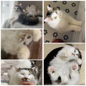 ポワル（秋田市）ポワルが来て2か月が経ちました。フランス語で長毛猫をシャ　ポワル　ロングと言うのですが、そこからポワルと名付けました。譲渡会やお迎えして1日2日目は怖がって全く動かず成猫だった事もあり、仲良くなれるのか不安でしたが今では心を開いてくれてとってもおしゃべりの甘えん坊さんになりました。私たちの足や手を舐めるのが大好きです。ご飯前や帰宅時はにゃーにゃー言いながら一生懸命ついて来たり、急に走り回ったり毎日癒されてます。最近は一緒に寝るようになりお腹や胸の上で寝てる姿がとっても可愛いです。保護主様、いぬねこネットワークの皆様ありがとうございました。