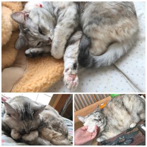 ひめ（美郷町）今日で四年目となりました。最近は、猫用煮干しがお気に入りです。益々可愛らしさ、元気さ、ドジさに磨きがかかりました。これからも変わらずに大切にしていきます。