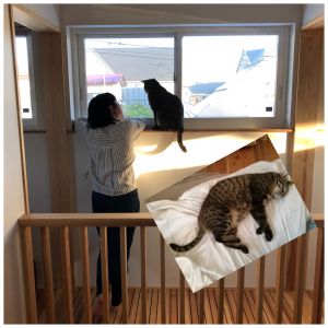 テト（秋田市）名前は、ぎんちゃんから「テト」になりました。家族全員から名前を呼ばれ、過ごす毎日です。名前を呼ぶと鳴いて答えます。エサもよく食べ、元気に遊び、家の中からお気に入りの場所を見つけて、寝場所にして過ごしています。家族みんなの真ん中にいるようなテトです。
