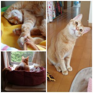 むぎ（秋田市）むぎが家族になって２ヶ月が経ちました。我が家に来てからの数日は家具の隙間から出て来ずに心配しましたが、今では家中を走り回り、お気に入りの窓辺で外を眺め、全力で頭を擦りつけて甘えてきます。むぎが幸せに暮らせるように、家族みんなで大切に育てていきたいと思います。素敵なご縁をいただきまして本当にありがとうございました。