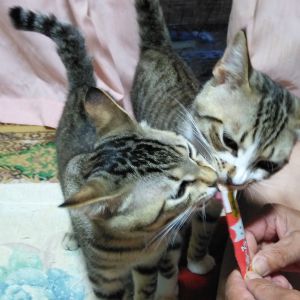 しろとくろ（湯沢市）元気に過ごしてます。この間撮った写真です。