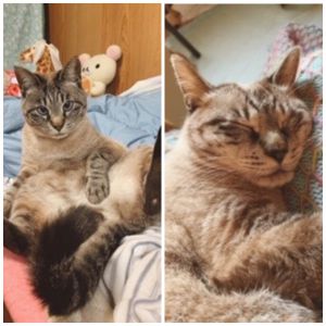 ミルク（秋田市）まだ平成28年の頃にミルクをお迎えして、早いものでもう5年になりますが、相変わらず我が家はいつもこの子が中心で回っています。仔猫の頃からの遊び好きや誰かの後をついてくる部分は変わらないまま随分大きくなり、病気や怪我もなく過ごしております。我が家とこの子を引き合わせて頂いたご縁に感謝です。
