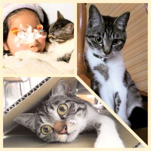 らん（三種町）らんが我が家に来てから１年経ちました。相変わらず、先住猫と走り回って元気に過ごしています。人に甘えるのも上手になり、足の上に乗ってきたり、一緒に寝たりと可愛い毎日です。