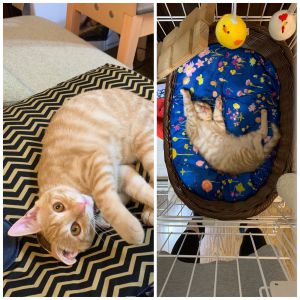 シャミー家に来た頃は小さくて赤ちゃんでしたが、立派なとらねこに育ってきました。足によじ登ったり、肩のあたりを歩いたり、甘えんぼうのシャミーに癒されています。元気で一緒に暮らそうね。いぬねこネットワークのみなさんには、かわいいこを恵んでくださり、感謝申し上げます。