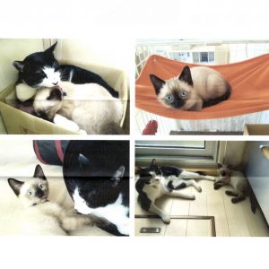 律（秋田市）律と名付けて家族と可愛がっております。先住猫（3歳）ともじゃれあい、仲良くできているようで安心しています。