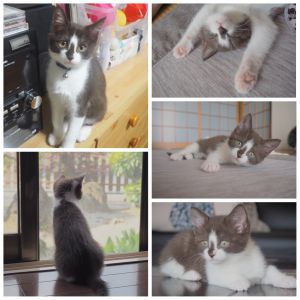 むぎ（横手市）家に来て１ヶ月と少しが経ちました。病院でオスに間違われたほど元気なおてんば娘です(笑)そんなむぎのブームは、水遊びです！他の方に引き取られた姉妹の猫ちゃんも「貰われました」に載っているのを見て、やっぱり似てるなあ～姉妹だなあ～と思いました。これからも大切に育てます。来てくれてありがとう！