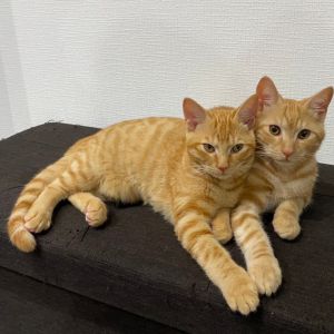 二匹はいつも、追いかけっこをしたりじゃれあったり…寄り添って眠ったりとても仲が良く、見ていて心がほっこりします家族も癒されとっても幸せな気持ちで過ごしていますまた、一年後にご報告したいと思います