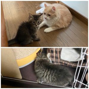 くま（秋田市）今日来たばかりですが仲良くしています。先程ご飯もパウチ半量をペロリと食べてくれました。オシッコもちゃんとトイレにしてくれました(*^^*)