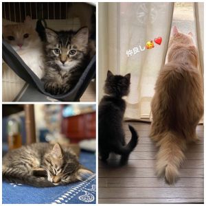 くま（秋田市）仲良く遊び、良く食べて、よく眠り毎日元気に駆け回っています(*^^*)