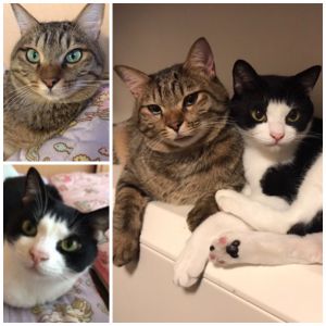 にーすけ＆しんきち（大仙市）我が家に来てからにーすけが約2年半、しんきちが2年たちました。2匹ともとても元気に過ごしています。時々ケンカもしますがとても仲良しです。これからも2匹と楽しい毎日を過ごしていきたいと思います。