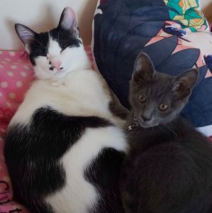 ハク＆ハル（美郷町）ハクは去勢も無事に終わり元気に過ごしております。ハルも成長しました。いつも一緒に仲良く過ごしている姿をみて毎日癒されてます。
