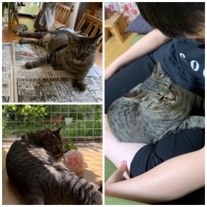 シーマ（秋田市）食欲あり、毎朝排便あり、よく眠り、家人がいるときは活発に遊んでおり、大変元気だと思います。最近は慣れてきたのか家人の膝で眠ったり、人間が昼寝していて目覚めたら隣にシーマが寝ているなど嬉しい状況があります。8月になったら健康診断に行ってきます。保険加入しました。シーマのおかげで生活がますます明るく楽しくなりました。うちの家族にしてくださって感謝しています。これからも大切にしていきます。ありがとうございます！