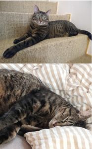 テト5/23にうちに来てくれた テトについて、その後のご報告をいたします毎日、毎日「テト～！」「テトリーン♪」「トッテり～ン（☚もはや名前が変わっている）」と、呼ばれる声が止みません。爪切りも成功し、首輪もつけています。寝ている時に爪を切ると嫌がらず、これも保護主さんに教えてもらったおかげと感じています。テト本人は、あちこち、気ままに寝る場所を変えたり、急に「オレサマ、こんなに走れるんだぜ」とばかり、飛距離をとって、ダッシュしたり。おもちゃは、元気に遊んですぐにボロになっています。段ボール噛み噛み技も、見せています。噛んでは散らかす・・・上手です(笑)今月はじめに病院に行きました。帰宅したら、テトの頭、毛が薄くなっているところがあって、よーく見ると赤い点々があり、診察してもらいました。「何かをくぐったときに、擦ったのでしょう」ということ。特に治療もなく大丈夫ということでした。(どこをくぐったのか見廻りましたが、分からず…薪ストーブの下かもしれません。)診察券を作ってもらい、次回の注射や、マイクロチップについてもお話を聞いて帰宅しました。マイクロチップは、もう少し落ち着いて、涼しくなってからと考えています。そうそう、七夕の短冊を書いた際に（笹がないので家の観葉植物につるしましたが）三女がテトの分も代筆していて「エサを美味しく食べて、健康に過ごして長生きしますように」とありました(*´∀｀)長く一緒に居たいです。保護主さんのお宅で過ごした９か月が、テトの礎だと感じています。