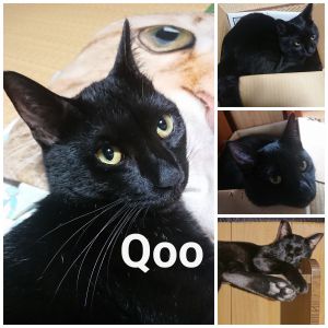 クー早いものでクーを我が家に迎えて半年が過ぎて以前よりも活発になり、そういう所がまたかわいくてたまりません。仕事から帰ると迎えてくれるしもう最高のにゃんこです。家族にも愛されまくってます