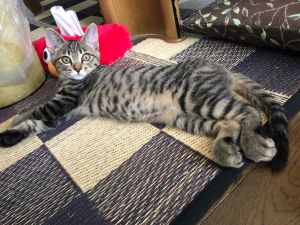 ニコ（秋田市）かわいい我が家の長男です。コロナでお出かけできなくても、全然気になりません。家のなかも、ニコと一緒なら楽しいです♪