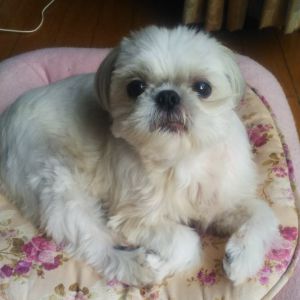 もも（秋田市）ももが、家の子になって一年になりました。今は、我が家の生活のリズムも覚えて、何年も前から家族だったようなすっかり落ち着いてとても、お利口さんです。食欲旺盛で、只、食う寝るだけの、オバサン化してますが、これも飼い主に似たのでしょうか？これからも、ももと一緒に歳とっていきましょう❤️