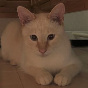 海（にかほ市）7/25に我家に来ました。10カ月の猫は初めての飼育。ドキドキでしたが、とても社交的なかい君に助けられました。今はケージから出て自分が居る部屋で遊んでます。