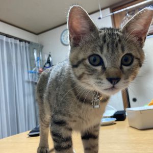 ミエル（秋田市）家に来て、２日目からすっかり慣れました。来た時は本当に小さなフワフワ子猫ちゃんでしたが、今はすっかり男前になりました。市販のおもちゃより、お菓子の袋を結んだ物を自分でサッカーするのが大好きです。ここでミエルに会えた縁に感謝してます。