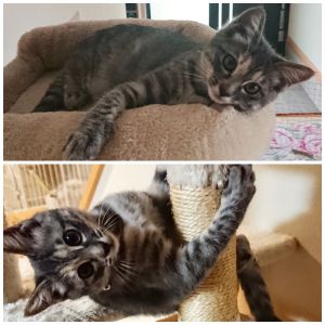 ななこ（秋田市）おてんば娘で、家中を走り回ったり、紐や人形相手に暴れまくってます。キャットタワーが大好きで、よく遊んでます。人見知りが無く、誰にでも擦り寄っていきますが、病院だけは嫌いなようで、先生はダメでした。家に来たときは600gほどでしたが、よく食べ、よく遊び、よく寝て２ヶ月経った今では、2kgを超えました。手を焼くこともありますが、いい子が来てくれたと喜んでおります。ありがとうございました。また報告させていただきます。