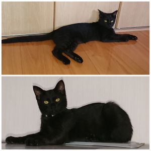 セブセブと名付けました。現在2.7㎏、ボール遊びが好きで投げたボールをとってきてくれます。甘えん坊でかわいい声で鳴き、必ず誰かと一緒に寝るけれど抱っこだけは断固拒否です(笑)。