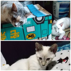 先住の子とネコパンチしながらも、仲良くお昼寝してます。ご安心くださいませ。