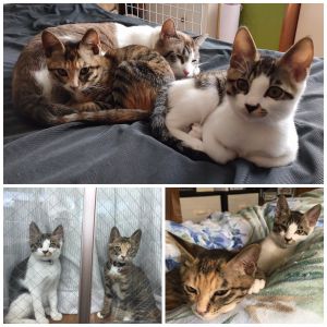 さくら　もも（能代市）さくらとももが家族になって二ヶ月が経ちました。初めは一匹だけ貰うつもりでしたが、姉妹2匹でじゃれあっている姿を見ると今では良かったなと思ってます。先住猫シアンとの相性が心配でしたが、何事もなくすんなり仲良くなってくれて安心しています。今では3匹一緒に二階まで駆け上がったり、キャットタワーに飛び乗ったりとても活発で風邪もひかずに元気に過ごしてます。疲れて休む時は3匹一緒に居るのを見るととても和みます。さくらともも中心の生活に変わりましたが、毎日賑やかに暮らしてます。素敵なご縁をありがとうございました。また、一年後に近況報告させて貰います。