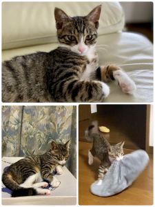 とらちゃん（秋田市）湯沢市から家に来て2ヶ月が経ちました。たくさん食べて遊んで元気に成長中です。おもちゃを投げて欲しくてなんでも持って来ます。写真は自分のベッドのクッションを持って来る様子です。