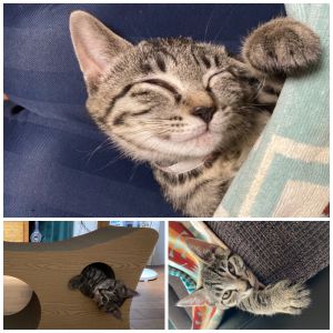 モネ（大潟村）モネがうちに来てから2ヵ月初めの1週間位は臆病な仔猫で隠れることが多かったのですが、今は元気いっぱい紐をおもちゃにして家の中を走り回ってます。じゃれて手を甘噛みすることもあるけど家族みんなのアイドルです。貴重な出会いをいただいた、いぬ・ねこネットワークの皆様に感謝します。これからも大切に育て、一緒に楽しく過ごしていきたいと思います。