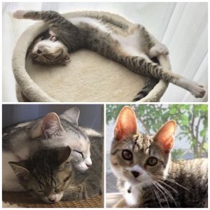 まめ（秋田市）幸せです。本人、先住マンチカン、飼い主ともに。