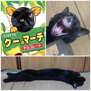 クー親バカならぬ猫バカですね！こういうのを作ってしまいました。肝心のクーはと言えば、変わらず元気で毎日障子を破ったり餌袋を破ったりとイタズラ三昧で暑さに負けず元気いっぱいです。寝てると隣に来て一緒に寝てたりと本当に癒されまくってます
