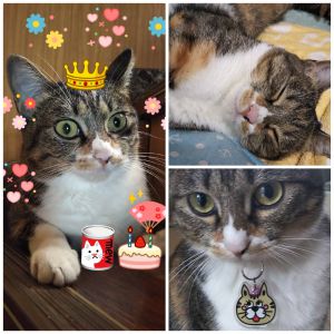 くぅ（北秋田市）くぅと家族になり早くも１０ヶ月が過ぎました。相変わらずの「わがまま娘」。ですが、毎日元気に過ごしてます。９月１日で一歳を迎えました。これからもずっと大事な家族として一緒に楽しく過ごしていきます(*´∀`)♪