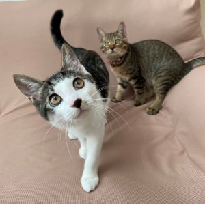 ズー＆ララ（秋田市）4ヶ月になり、2匹とも2kgを超えてスクスク大きくなっています！甘えん坊で元気です！ワクチン2回終了しました。保護主様と犬猫ネットワークさんに感謝です。ありがとうございます。