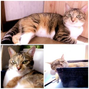 メイ（羽後町）メイちゃんは今もとても元気に私たち家族と生活しています。ごはんも今までと変わらずたくさん食べて、トイレもしっかりして、家族が帰ってくると「ニャ～」と鳴きながら出むかえてくれます。昨年この家に来たときのメイちゃんの体はペットボトル一個分という小さい体でしたが、今ではもうすっかり大人の猫になりました。これからもメイちゃんを大切に育てていきたいと思います。