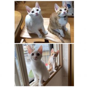 とろろ もなか（仙北市）とろろ（白茶）もなか（茶白）の２匹が我が家に来てから２ヶ月が経ち、やんちゃ盛りになりました。とろろはおっとりおとなしく、反対にもなかはすばしっこくて運動神経が抜群！猫じゃらしがお気に入りで延々と追いかけています。元気でいてくれるのが一番なので多少のやんちゃには目をつぶってます(^｡^)２匹とのご縁を結んでくださった保護主様、犬猫ネットワークの皆様ありがとうございます。
