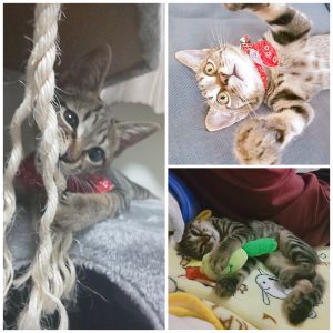 アポロ（潟上市）正式譲渡になってから2ヶ月が経ちました。とても元気いっぱいでスクスク成長しています。検査、ワクチン2回も終わりました。とにかくやんちゃで甘えん坊さんです。アポロと出逢わせてくれた保護主さん、いぬねこネットワークの皆様本当にありがとうございました。