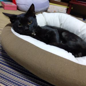 ジャム（大館市）何事も無く、元気に遊んでます。コチラに来てから一ヶ月経ちました。とても活発ですが、わりと寂しがり屋です。とても良い出会いでした。