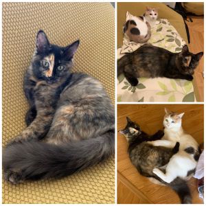 ににこ　ききこ（秋田市）ききちゃんが我が家に来て、２ヶ月経ちました。よく食べ、先住猫のににちゃんと体重はあまり変わらないほど大きくなりました。甘えん坊でどこを触られても、ずーーーっとゴロゴロいってます。外を見てはウニャウニャお話もしています。ににちゃんとはまだ少し距離がありますが、見守っていきたいと思います。（くっついてる写真は、取っ組み合いの喧嘩の最中に撮りました。笑）大事に育てます。ありがとうございました。