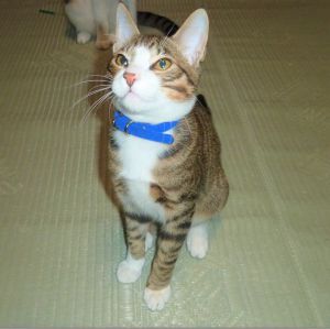 トロ元気です。順調に成長しています。先住猫とも仲良く遊んでいます。