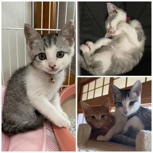 モモ（横手市）モモちゃんが 我が家に来てから2ヶ月になりました。先住猫のリーチとも最初は心配しましたが 仲良くなりました。モモちゃんより 少し後に来たココには モモちゃんは お姉さんの様に優しく接しています。大きな病気や怪我も無く3匹仲良く 毎日元気に 過ごしています。家族みんな癒されてます。