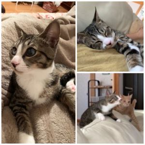 あお（酒田市）うちに来た日から一緒に寝てます。超ド級の甘えん坊で、可愛くて仕方ありません。お目々が不自由だけど、君を誰よりも幸せにするよ。一緒に沢山の景色をみようね、あおちゃん！