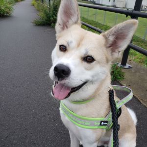 ごうた（にかほ市）うちに来て２ヶ月が経ち、名前がごうたになりました。相変わらず、散歩以外はケージから出てきません。散歩に行くと人が変わったように(犬ですが)、元気いっぱいです。信号待ちのお座りは完璧です。最近は朝の散歩の後、小学生の子供を友達の家まで一緒に送るのが日課となりました。毎日、私たちをケージの中から観察しているので、生活の流れは覚えたようです。共働きなので、日中は留守番も頑張ってくれています。私たちがいると気になって眠れないようで、留守番の方がごうたにとってはゆっくりできて、いいのかもしれません。とても助かっています。人に慣れていないので、なかなか他の犬のようにふれあうことはまだまだ難しいです。正直、日々悩んだりすることもありますが、焦ってもしかたないので、ごうたのペースに合わせようと思います。ごうたには過去の経験がありますから、それもごうたの個性だと思っています。そして色々な経験をした分、心が強くて、頭の良い犬だと感じます。表情や体格は良くなってきたので、ゆっくりゆっくり家族になっていけたらと思います。きっといつの日か散歩以外でも笑顔を見せてくれると信じています。ごうたを譲ってもらうにあたり、色々と相談にのっていただき、本当にありがとうございました。また、ごうたに関わってくださった全ての皆様に感謝しています。ありがとうございました。ごうたも家族も頑張っています！