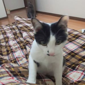 はく（美郷町）誕生日がきて、一歳になりました(^ー^)毎日癒しをありがとう。とても大切な子です(^ー^)