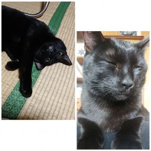 クー愛猫クーが一歳になりました。カリカリの袋を自分で破って食べたり、張り替えたばかりの障子を破ったりと前よりもさらにわんぱくな子になってます最近はストーブを着けると場所を陣取ります(笑)自分が仕事に行く時は見送ってくれるし帰ると玄関で出迎えてくれるしかわいい子です。癒し度マックスで最高です。