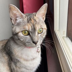 ミント（八郎潟町）ミントだよ=^.^=おうちの子になって１年。元気に暮らしてるよ