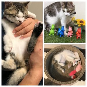 らんぽる（秋田市）らんぽるが来てもうすぐ2ヶ月です。おとなしくてとても甘えんぼうで、家族の誰かにぴったりくっつくのが大好きです。ごはんもよく食べて2kgになりました。家族みんなとっても可愛いらんぽるにメロメロです。良いご縁をありがとうございました。