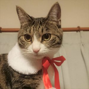 ミルク（秋田市）ミルクが我が家に来て一年が過ぎました。先住猫の抹茶とはけんかしたり仲良くしたりとけっこう騒がしい毎日を送っております。でも毎日元気です！我々は癒される毎日を送っております。