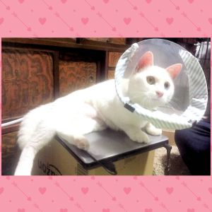 ましろ（秋田市）お世話になっております。術後、やっと元気になってきました。いたずら再開です！エリカラのふちで傷口をこするという術を使い流血…今日はエリカラから抜ける術を会得しました。ましろは生まれつき子宮の奇形があり手術の時間もかかり、傷口も大きくなってしまいました。そのせいか今までの猫達より回復するまでに時間を要したので心配しました。が、食欲も戻り、こはるとも遊ぶようになったので安心しました。