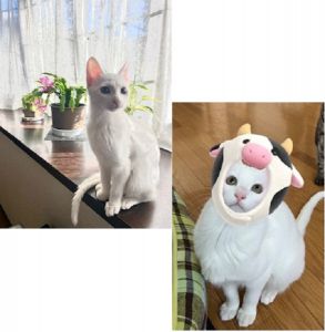 アル（由利本荘市）あけましておめでとうございます譲渡していただいてから2ヶ月が経ちましたので成長した写真をお送り致します先住猫とも仲良く過ごしております