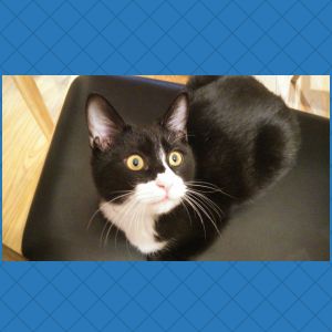 ユキチ（秋田市）毎日走り回ったりジャンプしたりして、元気いっぱいです。ネットワークさんからいただいたおもちゃを今も気に入っていて、つかんだり放ったりして遊びます。食欲旺盛でたくましくなりました。無事に去勢手術が終わり、家族でホッとしているところです。